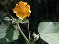Sticky Indian Mallow